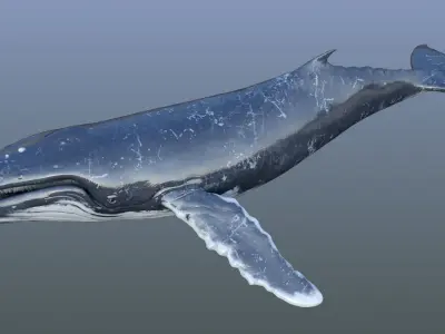 Humpback Whale Rigged Low-poly 3D model