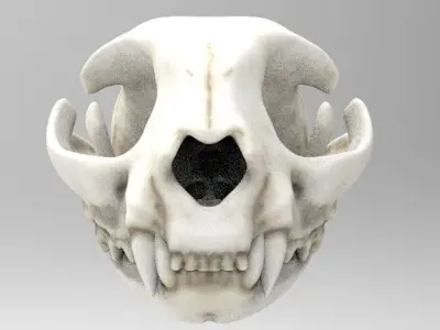 House Cat 3D Scan Custom Texture Separate Jaw 3D model
