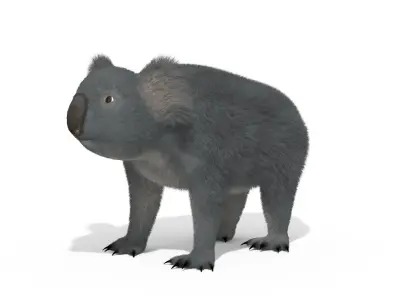 Koala High resolution Australian Animal Low-poly 3D model