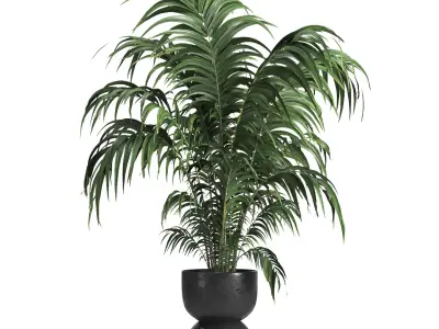 indoor plant 013 3D model