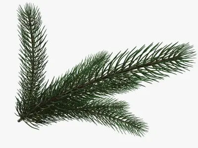 Fir tree branch 02 3D model