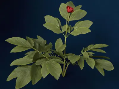 XfrogPlants Peony 3D model