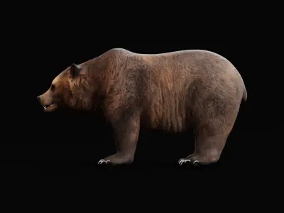 Grizzly Brown Bear 3D model