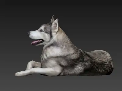 Husky dog lies - model 1 Low-poly 3d scan animal 3D model