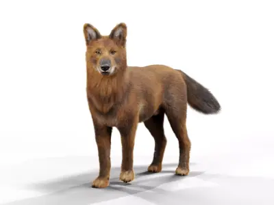 Indian Wild Dog Rigged 3D Model Low-poly 3D model