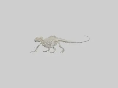 Bearded Dragon Skeleton model 3D model