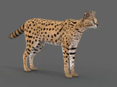 Realistic Serval  Low-poly 3D model