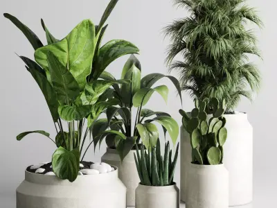 indoor plant ficus lyrata palm cactus concrete dirt vase 3D model