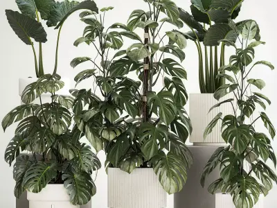 Plants for decoration in pots of monstera and alocasia 1218 3D model