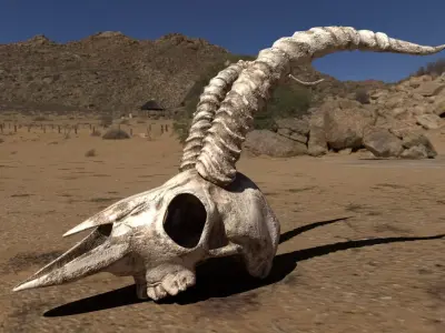 Antelope skull  3D model