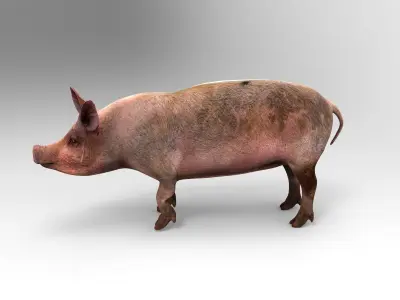Pig Rigged  Animated 3D model Low-poly 3D model