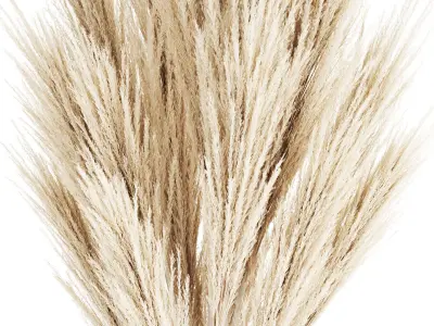 Bouquet Dried Flowers Branches  Cortaderia Pampas 539 3D model