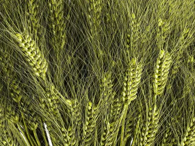 Green floral bouquet of wheat ears in a glass vase 610 3D model