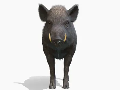 Wild Boar - Male Low-poly 3D model