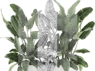 Decorative banana palms in flower pots for the interior 581 3D model