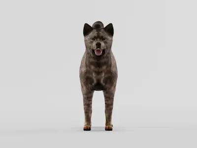 Kai Ken Tora Inu Dog Breed 3D model