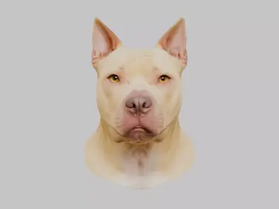 Pitbull Terrier Dog Head Bust Low-poly 3D model
