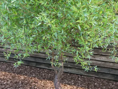 Salix matsudana Tortuosa - Corkscrew Willow 3D model