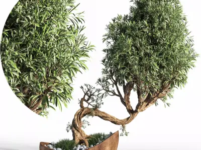  plant bonsai 03 3D model