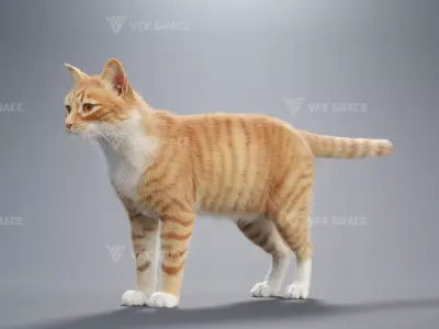 Orange white cat Animation  Blender 3D Model 3D model