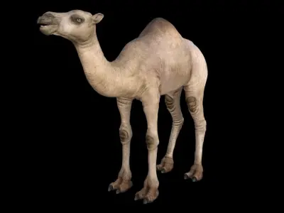 Camel 3D model