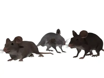 Mouse Low-poly 3D model