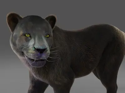 Fur Black Panther Rigged in Blender  Low-poly 3D model