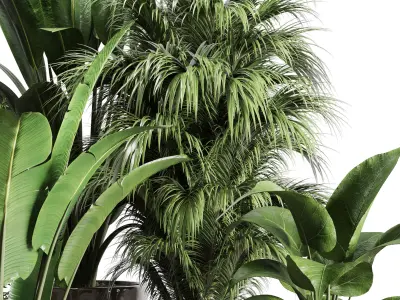 indoor plant ficus ravenala of earthenware and patternd vases 3D model