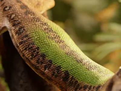 Green Lizard - Podarcis Sicula HQ Low-poly 3D model