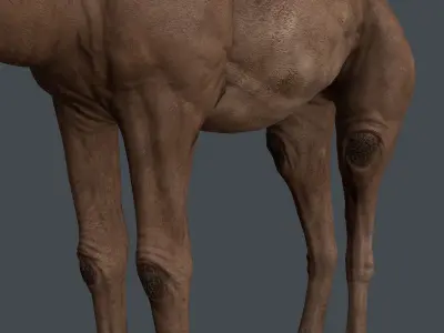 Camel   in game Low-poly 3D model