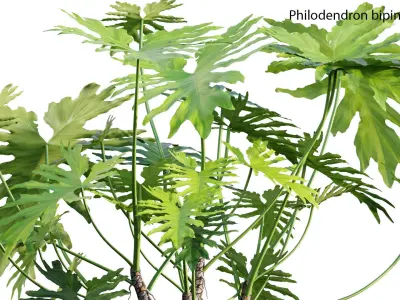 Philodendron bipinnatifidum - Philodendron selloum Split 3D model