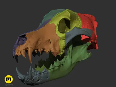 Realistic Animal Skull Collection 3D print model