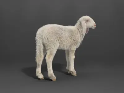 Young Assaf Sheep With 5 Animations VFX Grace 3D model