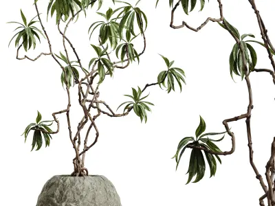 AV HousePlants Japandi Decorative Minimalism Ficus Marginata03 3D model