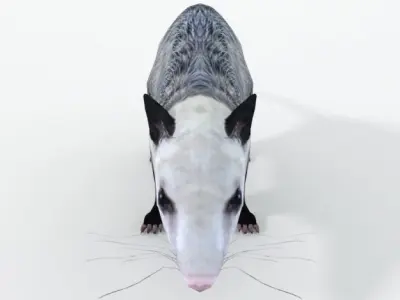 Opossum Low-poly 3D model