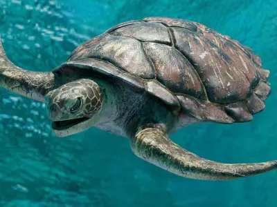 Sea Turtle Animated Low-poly 3D model