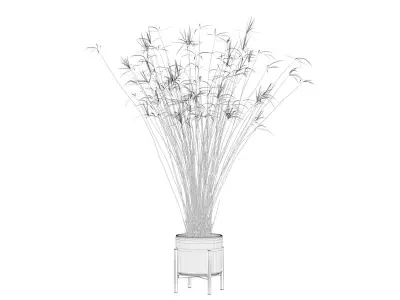 Cyperus papyrus 3D model