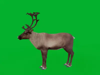 Reindeer Low-poly 3D model