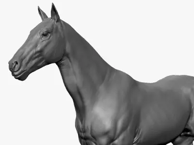 Stallion - Sculpt 3D model