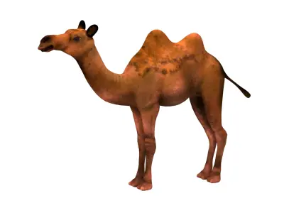 camel  rig  high-poly  textured 3d model 3D model