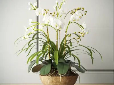orchid 2 in wooden pot 3D model