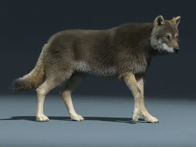 3d Wolf animal Animated Rigged wolf 3D model