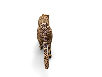 3D Leopard Rigged Model  Low-poly 3D model