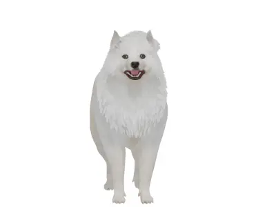 Samoyed Dog Low-poly 3D model