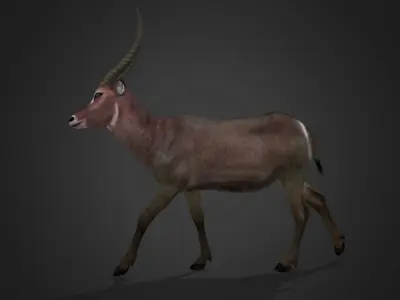 Waterbuck Antelope Realistic Animated 3D model