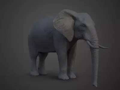 African Elephant Model 3D model