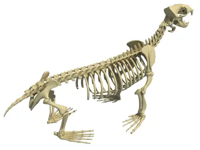 Sea Lion Skeleton 3D model