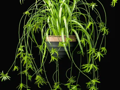 Spider Plants Set 3D model