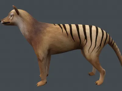 Tasmanian tiger Low-poly 3D model