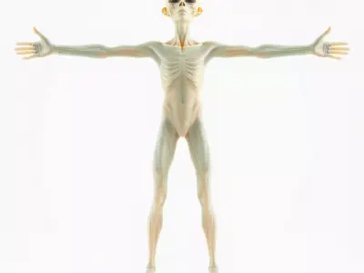 Alien Figure Anatomy model pack Low-poly 3D model